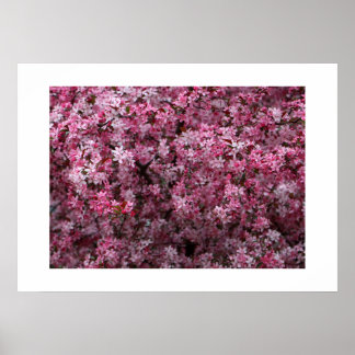 Crabapple Blossom Spring Tree Poster
