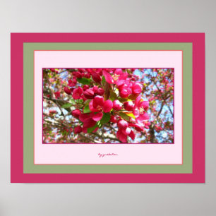 Crabapple Blossoms 2 Photo Poster by gretchen