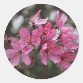 CrabApple Blossoms Classic Round Sticker