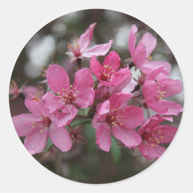 CrabApple Blossoms Classic Round Sticker (Front)