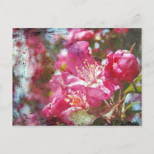 Crabapple Blossoms Postcard