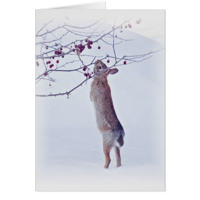 Crabapple Bunny - Rabbit (Front)