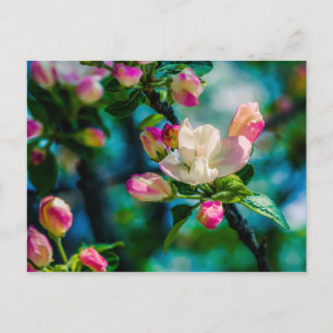 Crabapple flower and buds postcard