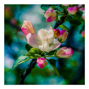 Crabapple flower and buds poster