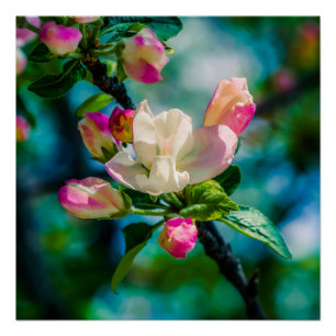 Crabapple flower and buds poster