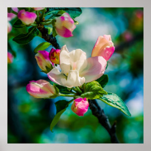 Crabapple flower and buds poster