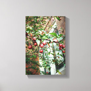Crabapples Canvas Print