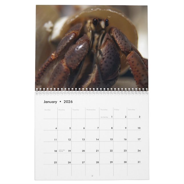 crabby, Hermit Crabs Calendar (Jan 2026)