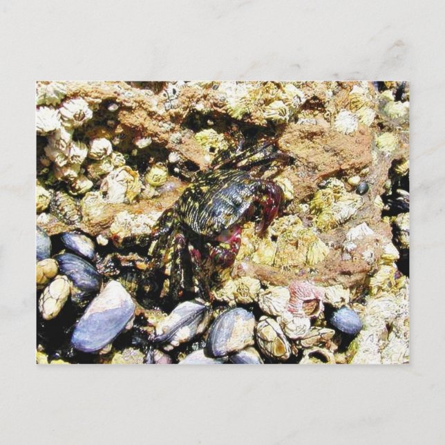 Crabs Barnicles Ocean Tidepools Sea Postcard (Front)