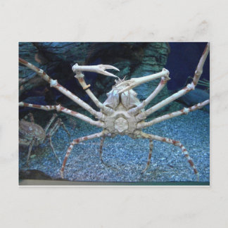 Crabs Postcard
