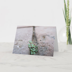 Crack Ivy by Richard Dodd Card