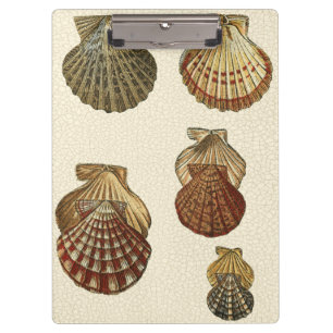 Crackled Antique Shells Clipboard
