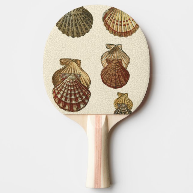 Crackled Antique Shells Ping Pong Paddle (Front)