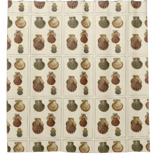 Crackled Antique Shells Shower Curtain