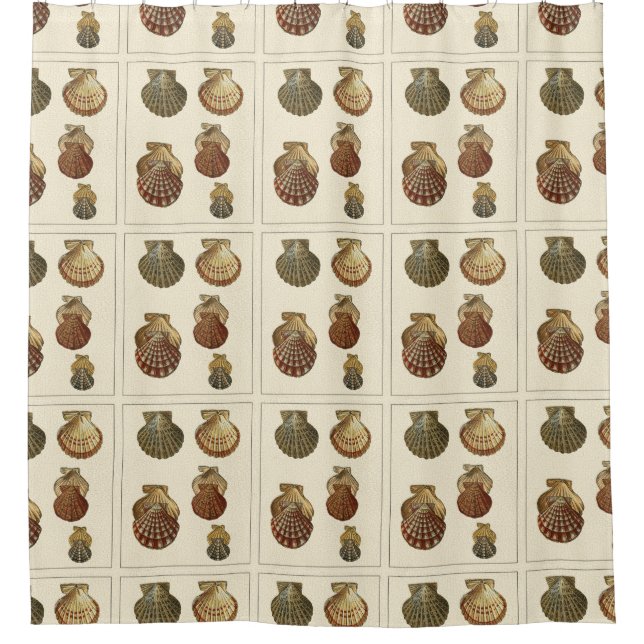 Crackled Antique Shells Shower Curtain (Front)