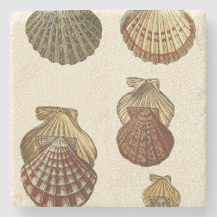 Crackled Antique Shells Stone Coaster