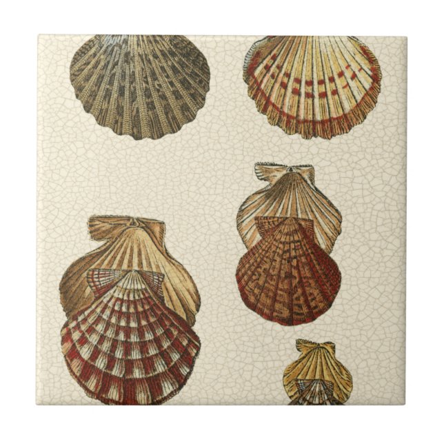 Crackled Antique Shells Tile (Front)