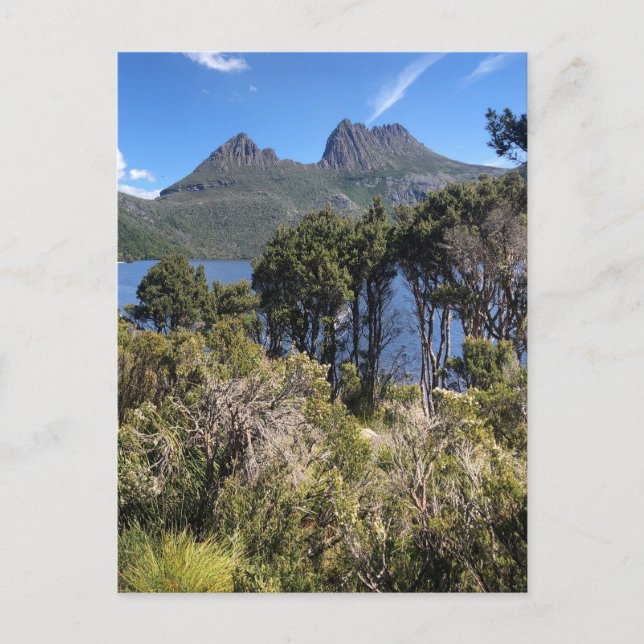 cradle mountain bush postcard (Front)