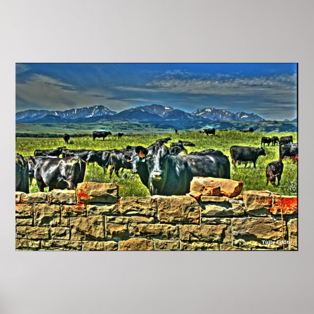 Crag Eyrie Cow Poster (Front)