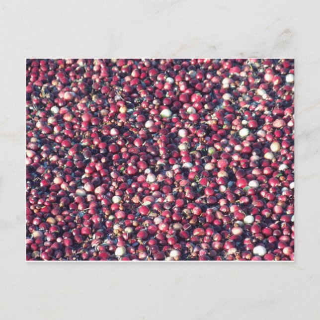 Cranberries Postcard (Front)