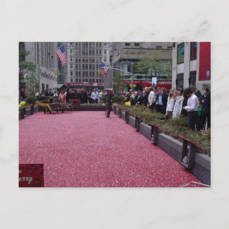 cranberry bog in the middle of NYC Postcard