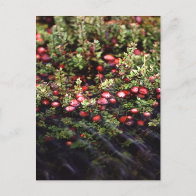 Cranberry Bog Postcard (Front)