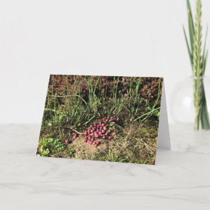 Cranberry Farm, Long Beach, Washington Card