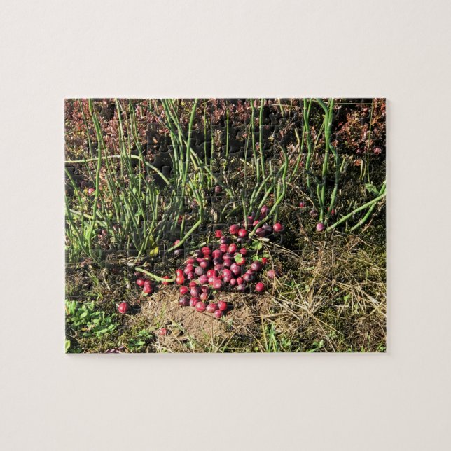 Cranberry Farm, Long Beach, Washington Jigsaw Puzzle (Horizontal)