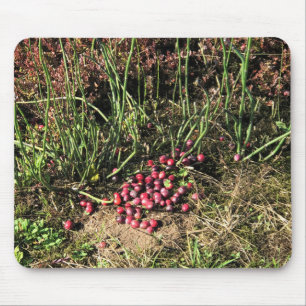 Cranberry Farm, Long Beach, Washington Mouse Mat