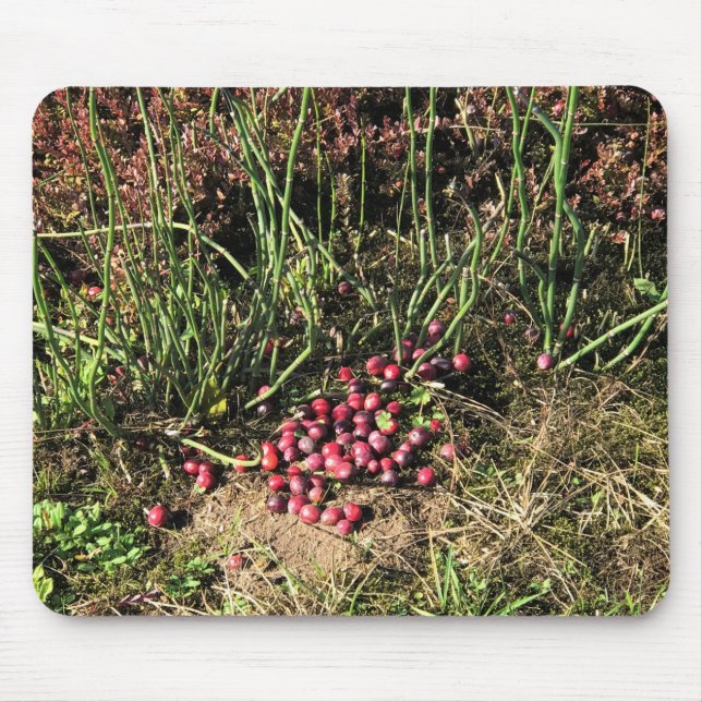 Cranberry Farm, Long Beach, Washington Mouse Mat (Front)