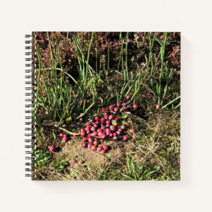 Cranberry Farm, Long Beach, Washington Notebook