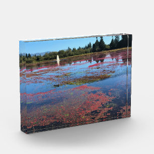 Cranberry Farm, Long Beach, Washington Photo Block
