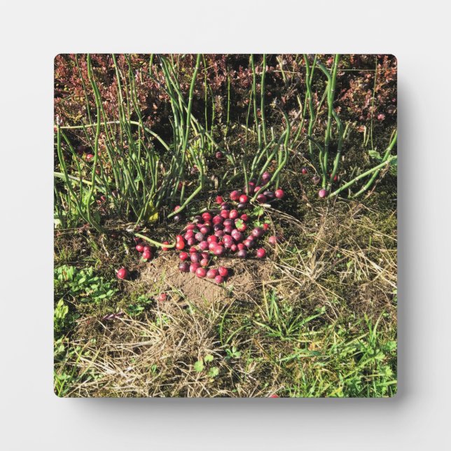 Cranberry Farm, Long Beach, Washington Plaque (Front)