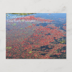 Cranberry Farm, Long Beach, Washington Postcard