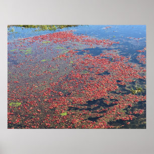Cranberry Farm, Long Beach, Washington Poster