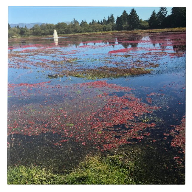 Cranberry Farm, Long Beach, Washington Tile (Front)