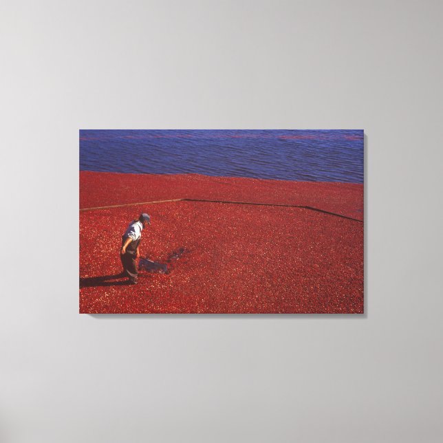 Cranberry Harvest, Middleboro, MA, USA Canvas Print (Front)