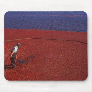 Cranberry Harvest, Middleboro, MA, USA Mouse Mat