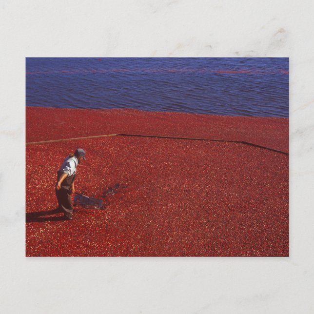 Cranberry Harvest, Middleboro, MA, USA Postcard (Front)