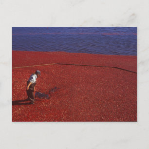 Cranberry Harvest, Middleboro, MA, USA Postcard