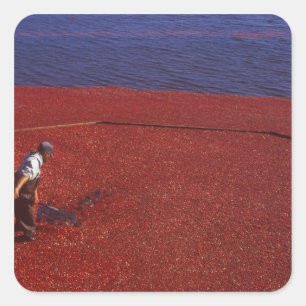 Cranberry Harvest, Middleboro, MA, USA Square Sticker