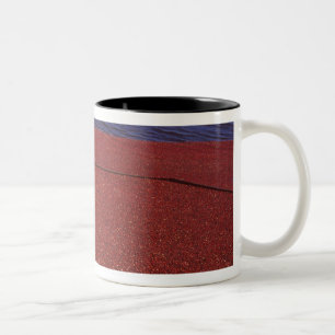 Cranberry Harvest, Middleboro, MA, USA Two-Tone Coffee Mug