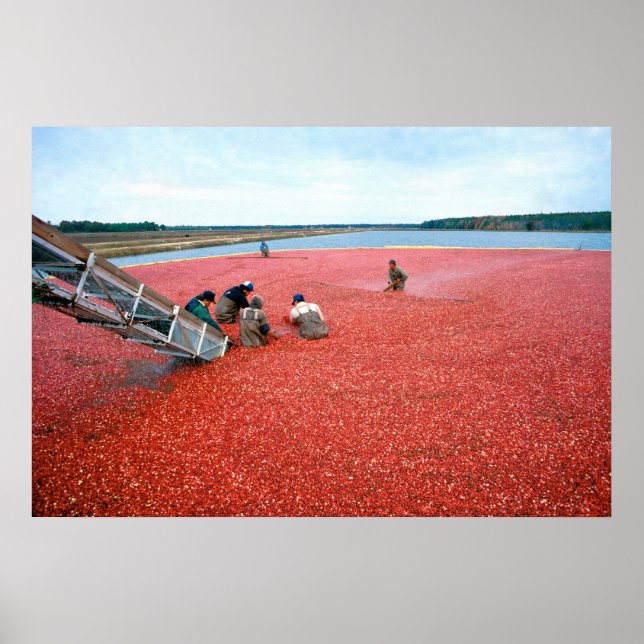 Cranberry harvest poster (Front)