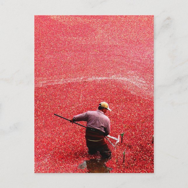 Cranberry harvesting postcard (Front)