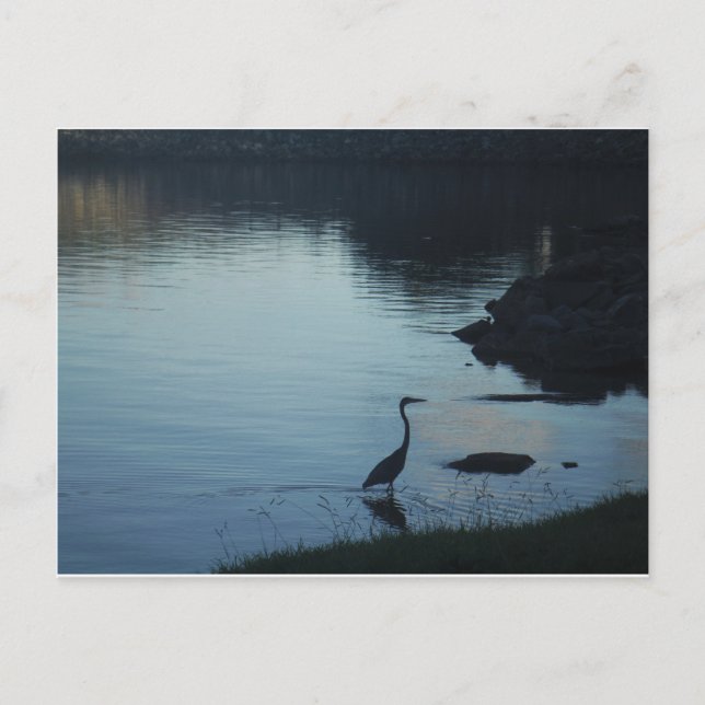 Crane at the Lake at Sunset Postcard (Front)