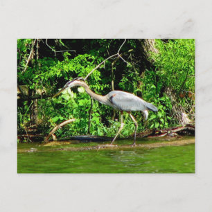 Crane at the Lake Postcard