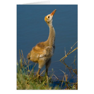 Crane Baby Card