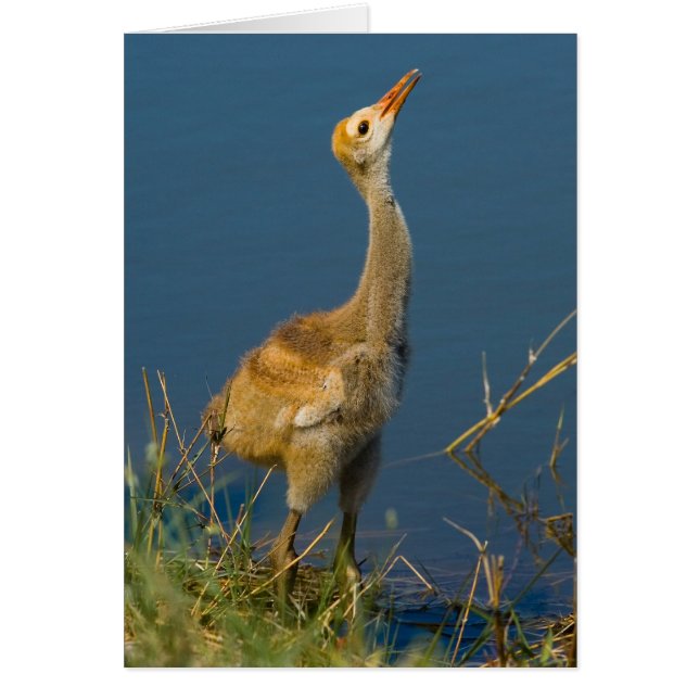 Crane Baby Card (Front)