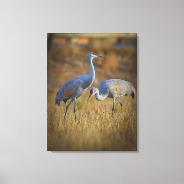 Crane Canvas Print (Front)