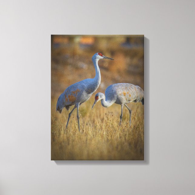 crane canvas print (Front)